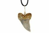 Fossil Mako Tooth Necklace - Bakersfield, California #95252-1